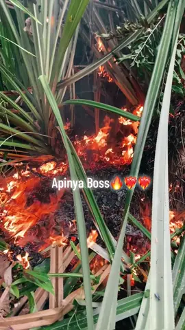 #apinyawoiiiapii🔥🔥🔥 